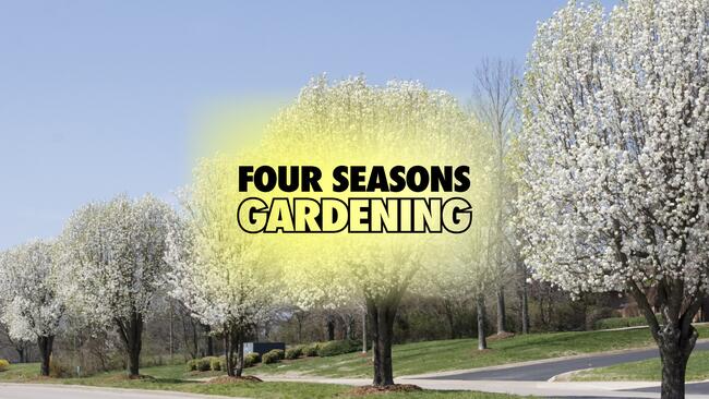 white flowered trees at the park